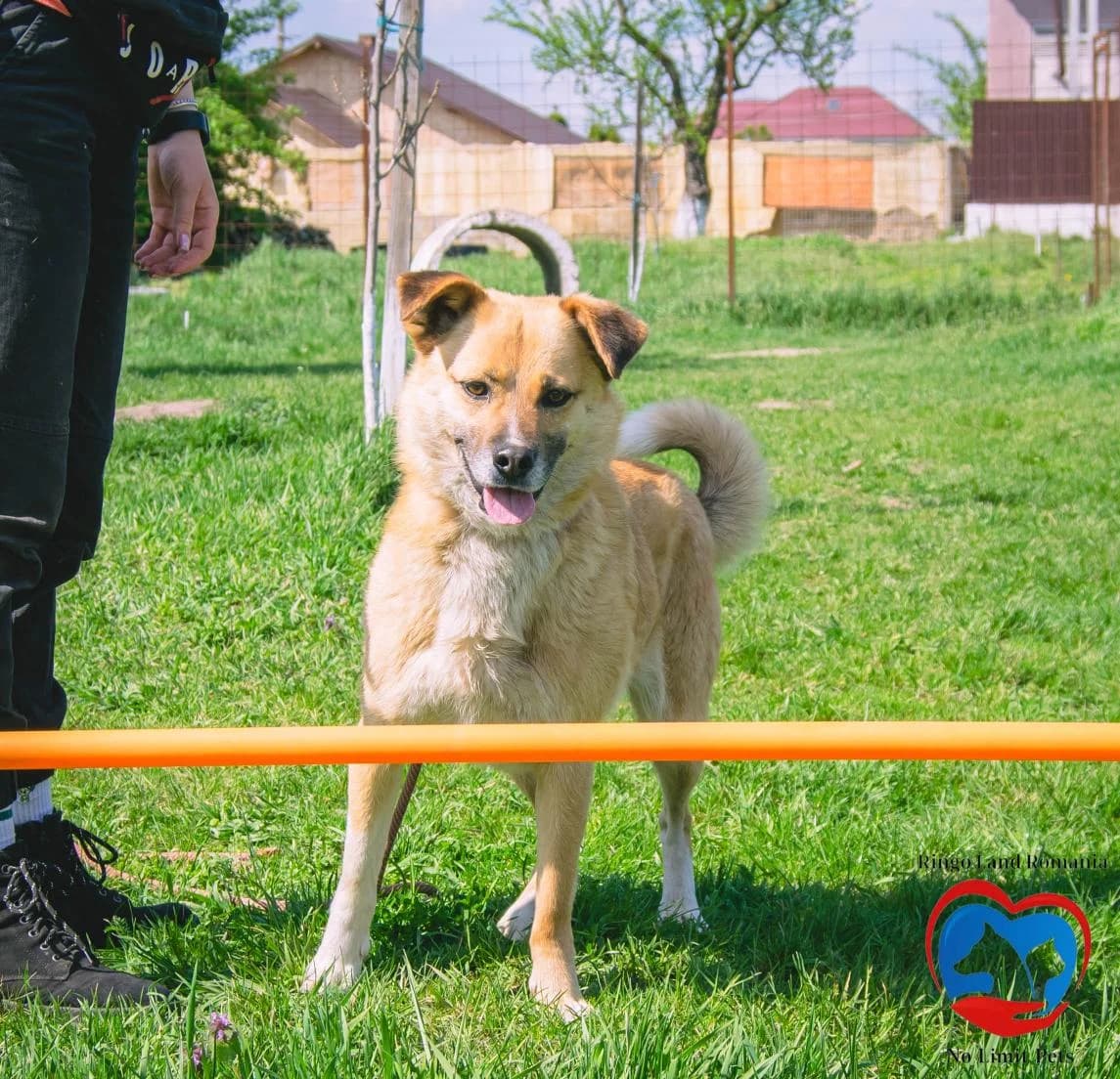 Pauli, male mixed breed for adoption at No Limit Pets, Romania