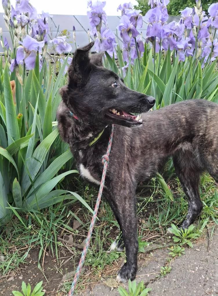 PEGGY 6353, female young mixed breed for adoption at No Limit Pets, Romania