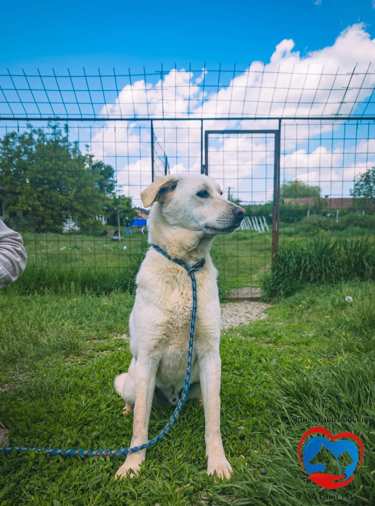 PELLE 2178, male mixed breed for adoption at No Limit Pets, Romania