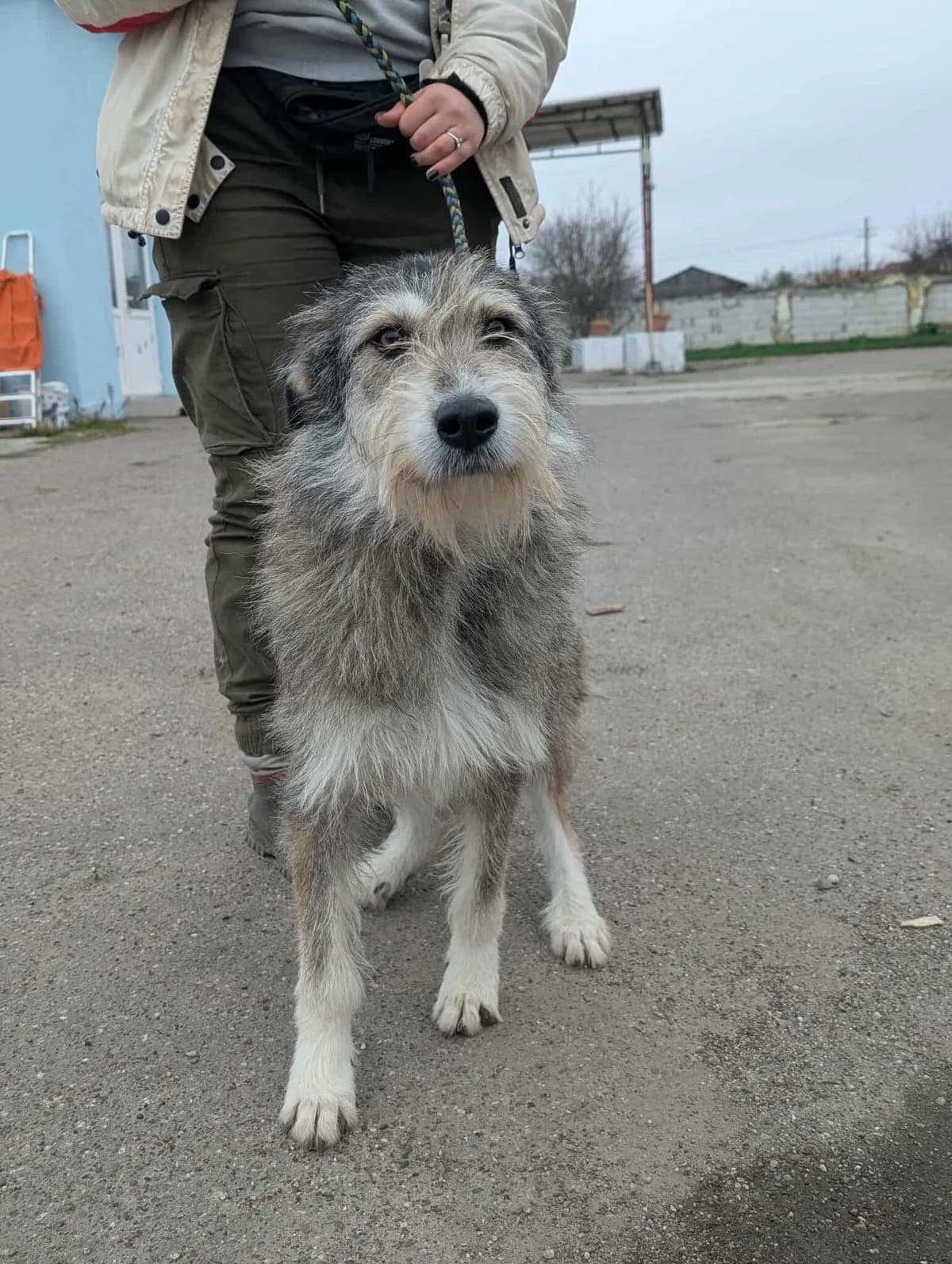 PENNY 4835, female Mixed Breed for adoption at No Limit Pets, Romania