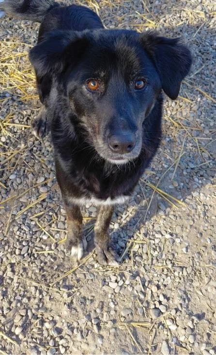 PENNY 9762, female young Mixed Breed for adoption at No Limit Pets, Romania