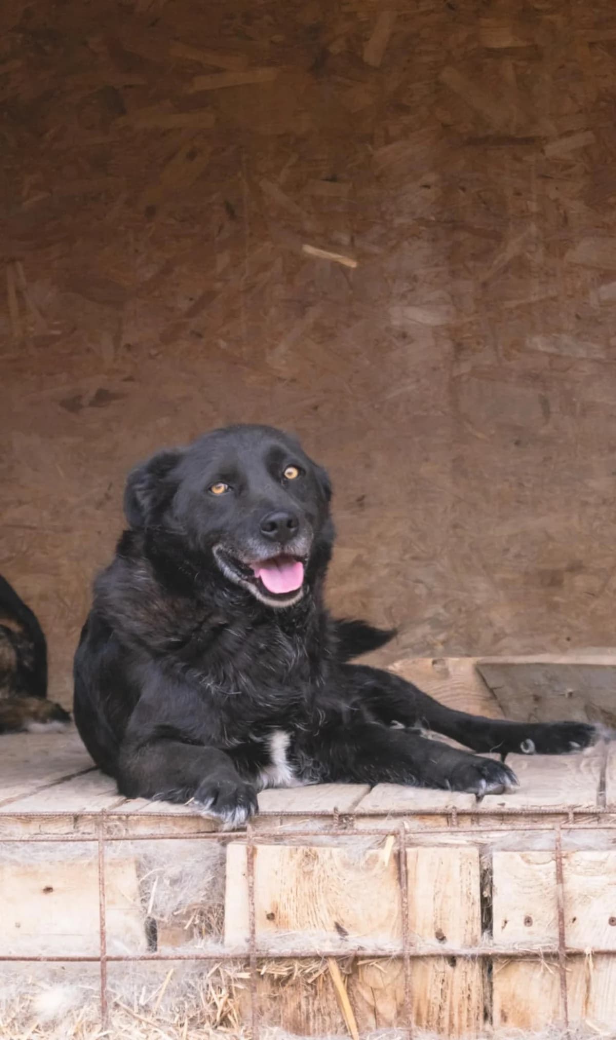 PEPER 0075, male 4yo mixed breed for adoption at No Limit Pets, Romania