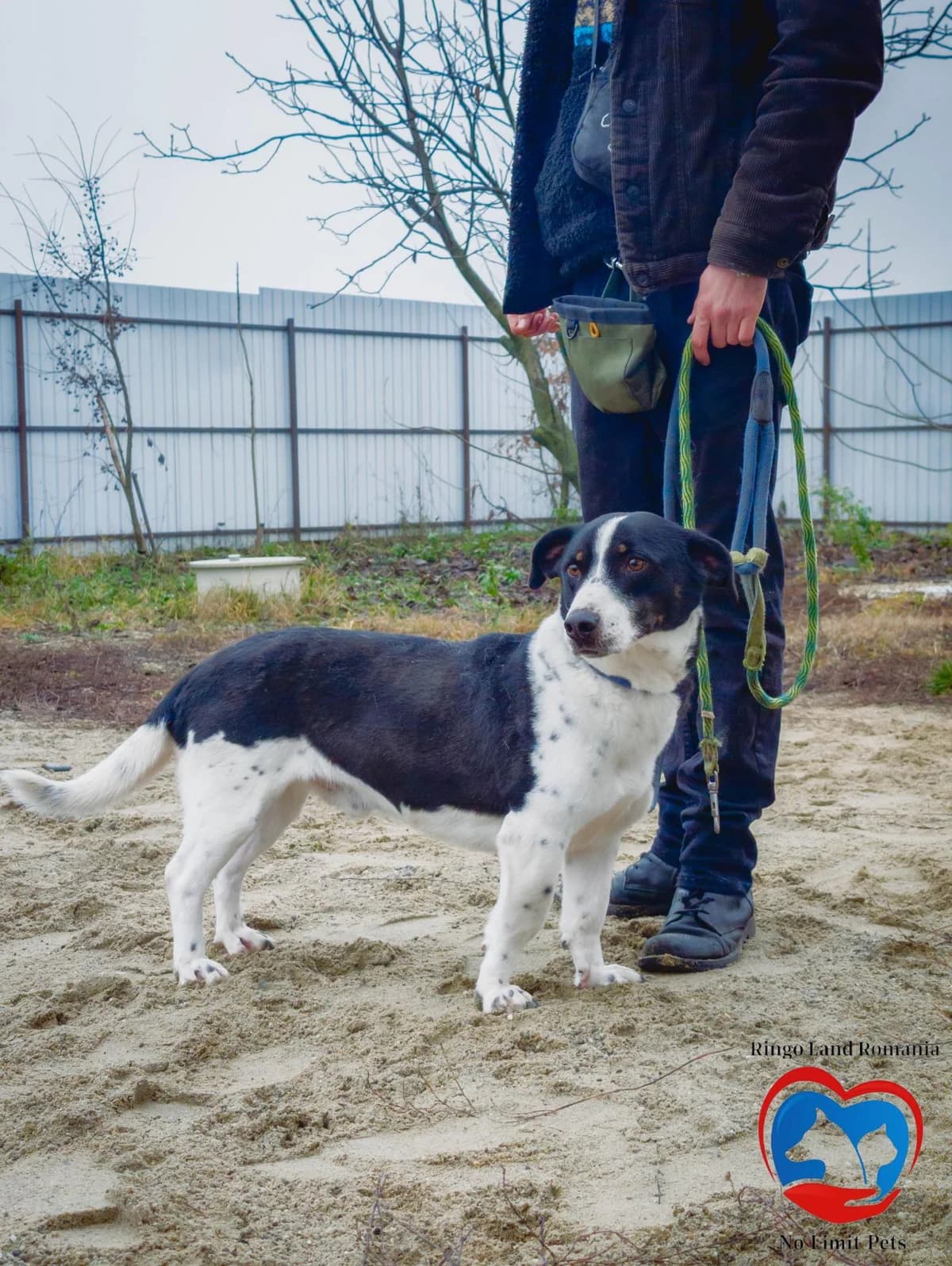ePEPITO 0657, male mixed breed for adoption at No Limit Pets, Romania