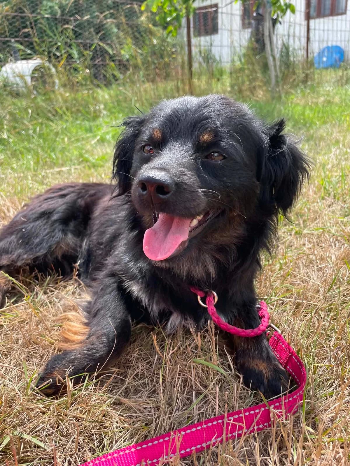 PEPITO4935, male puppy mixed breed for adoption at No Limit Pets, Romania