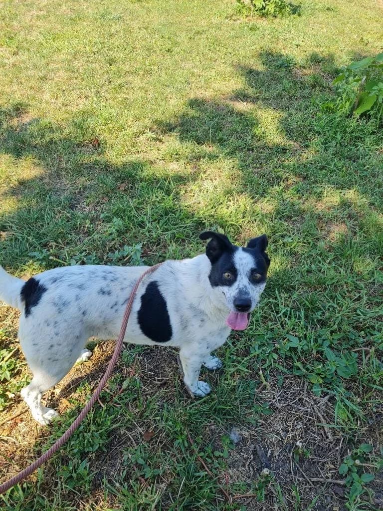 PEPPER 8221, female 4yo mixed breed for adoption at No Limit Pets, Romania