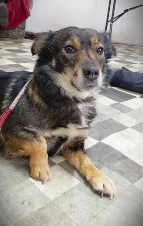 PERLA 9720- adoptat, female young Mixed Breed for adoption at No Limit Pets, Romania