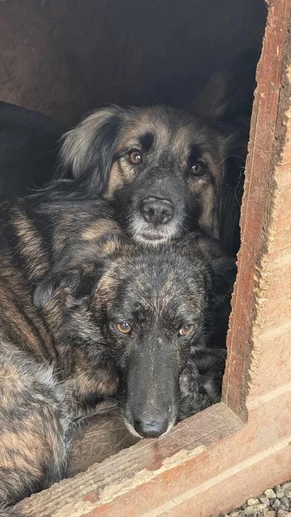 PINO 8027, male young mixed breed for adoption at No Limit Pets, Romania