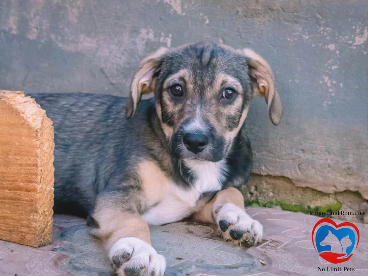PIPPO, male mixed breed for adoption at No Limit Pets, Romania