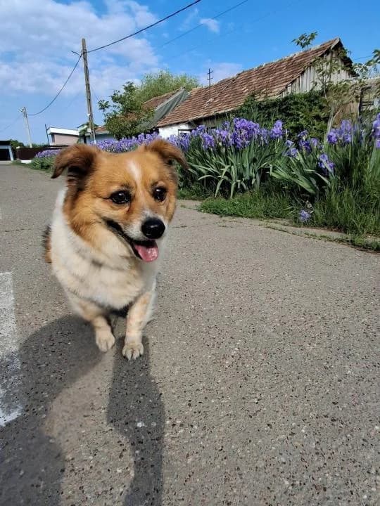 POPEYE 2399, male 5yo mixed breed for adoption at No Limit Pets, Romania