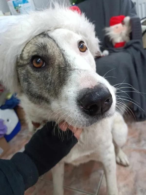 PRETTY 0246 – ADOPTAT, female mixed breed for adoption at No Limit Pets, Romania