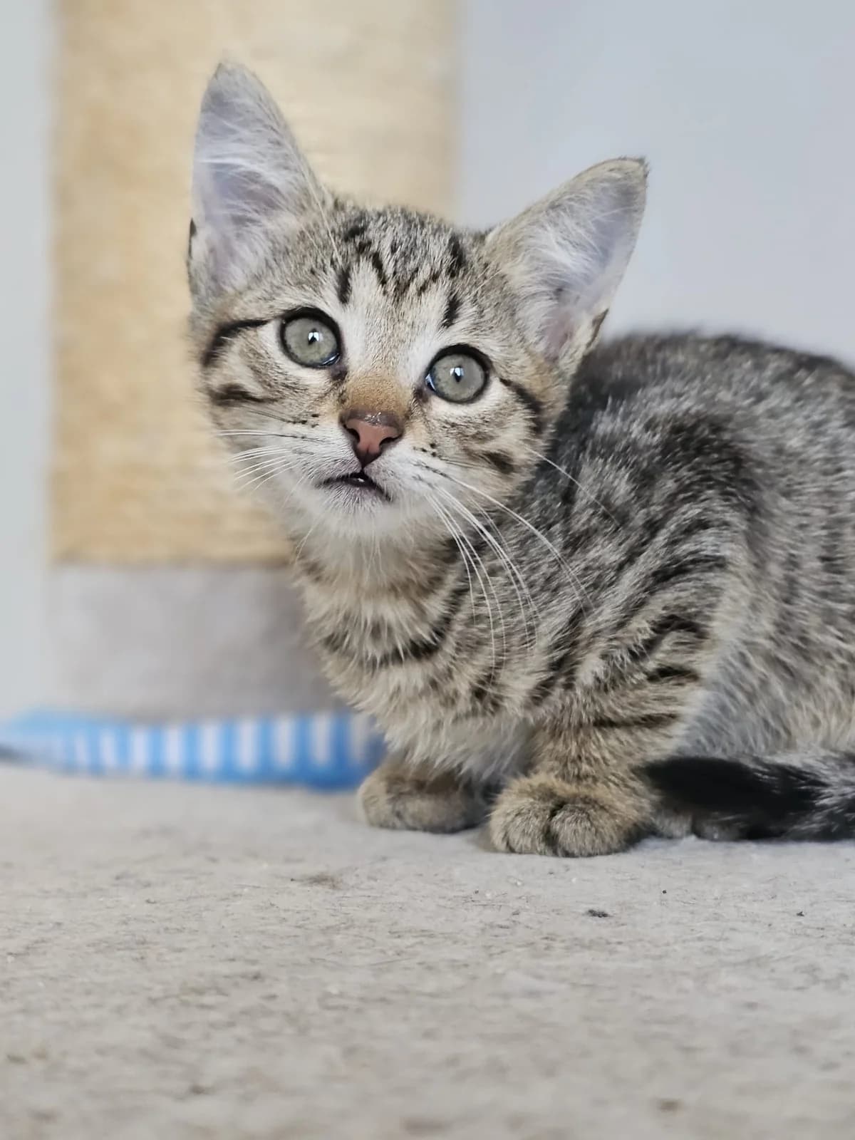 PUFI CAT – ADOPTAT, female mixed breed for adoption at No Limit Pets, Romania
