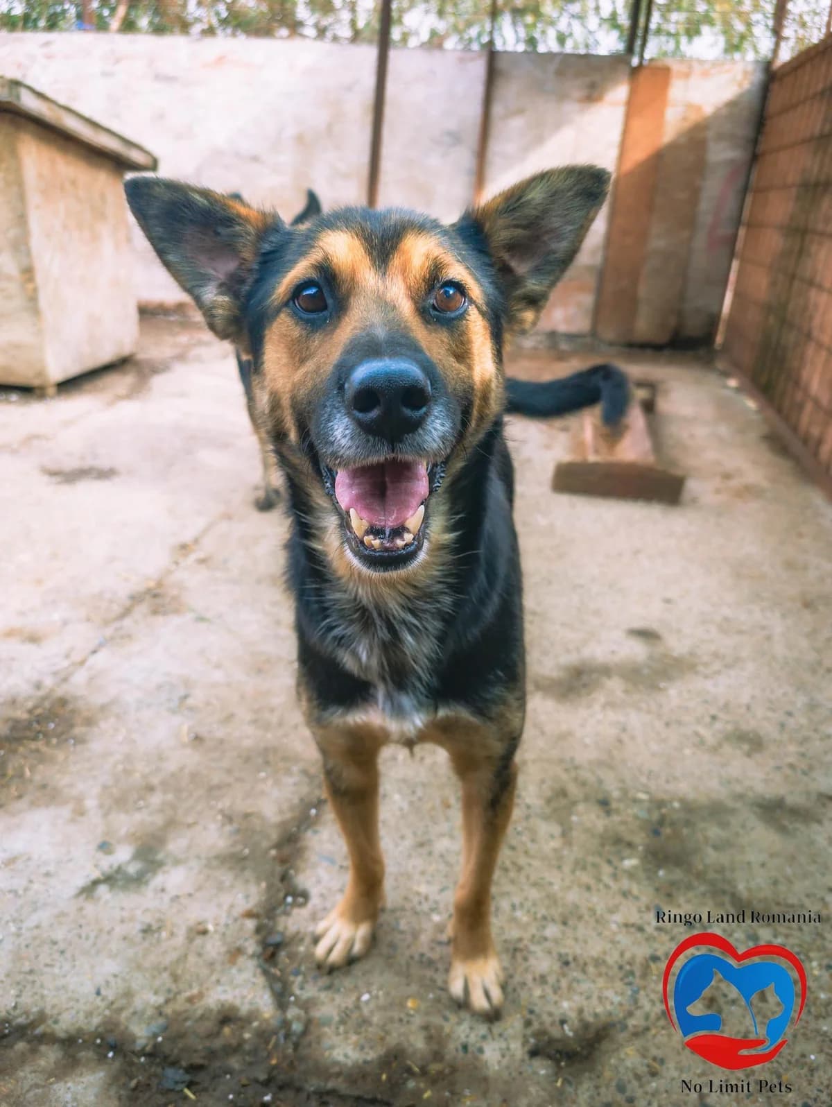 PUKKI 2317 -ADOPTAT, male mixed breed for adoption at No Limit Pets, Romania