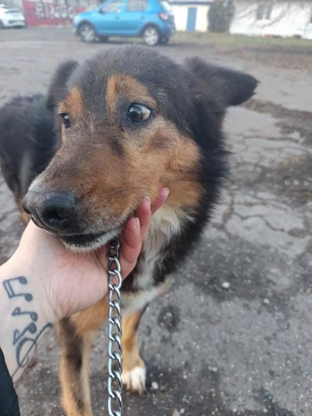 RAJA 1727- adoptat, female mixed breed for adoption at No Limit Pets, Romania