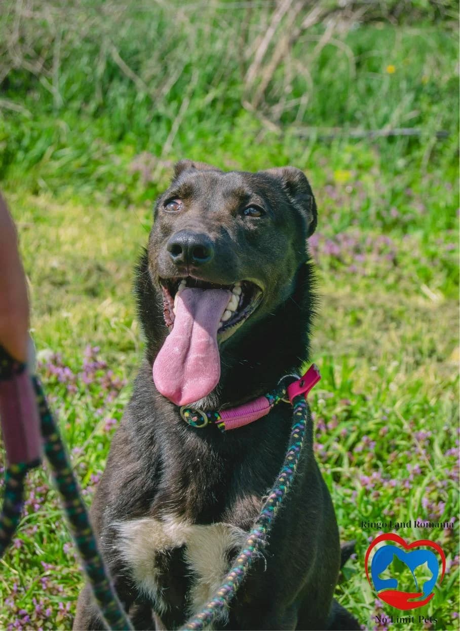 RAMSES, male 4yo mixed breed for adoption at No Limit Pets, Romania