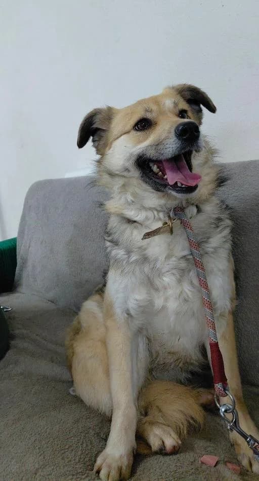 RANI1617, female young Mixed Breed for adoption at No Limit Pets, Romania