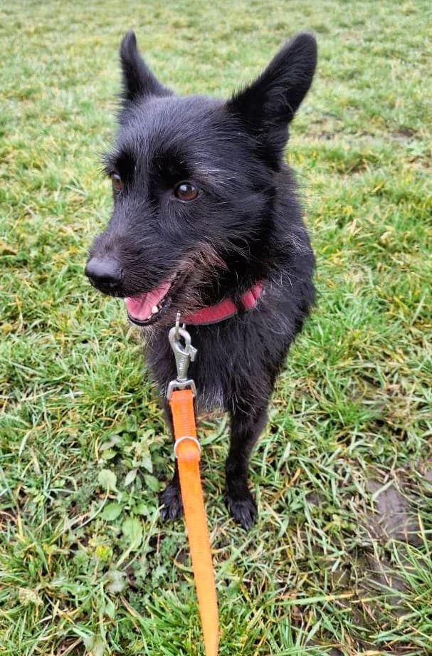RANI6525- ADOPTAT, female mixed breed for adoption at No Limit Pets, Romania