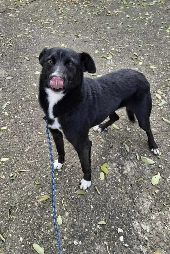 RAVEN 7687, female Mixed Breed for adoption at No Limit Pets, Romania