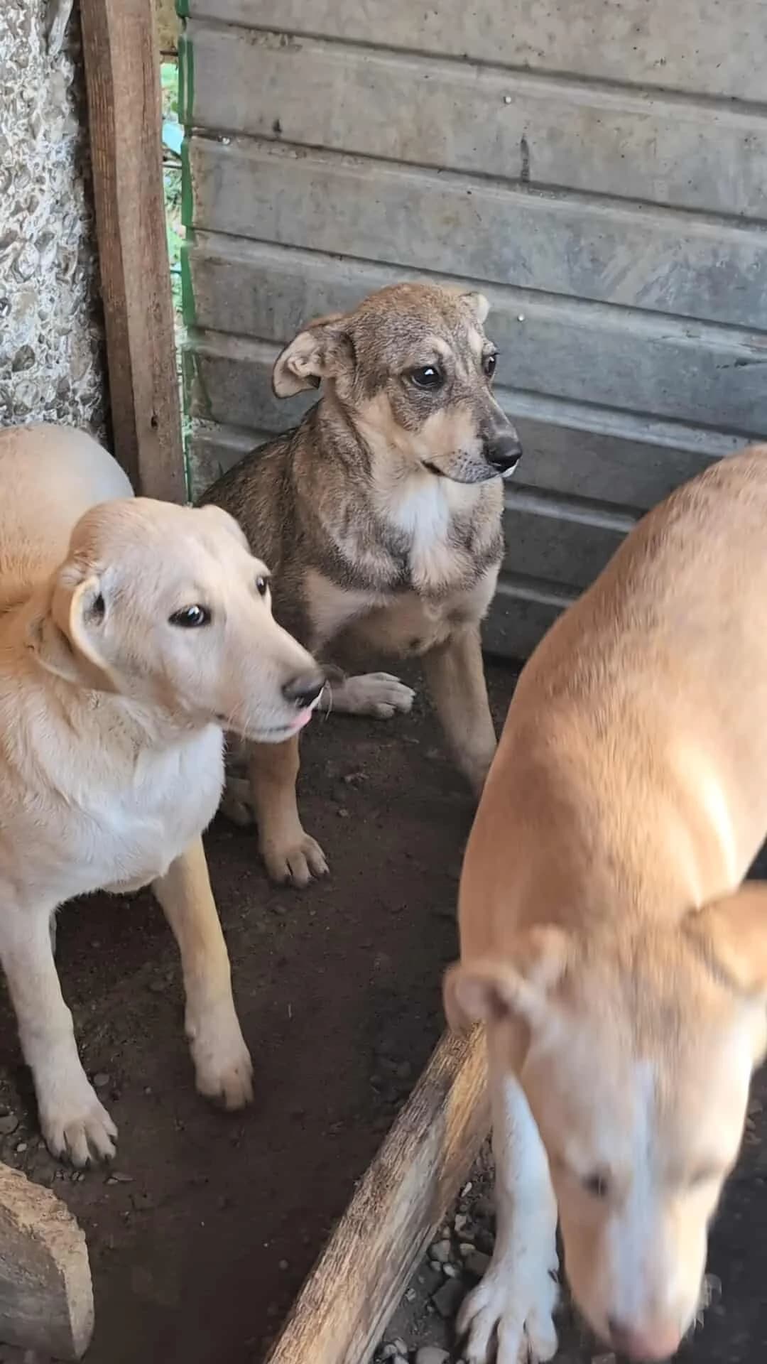 RAYLI 2176, female Mixed Breed for adoption at No Limit Pets, Romania