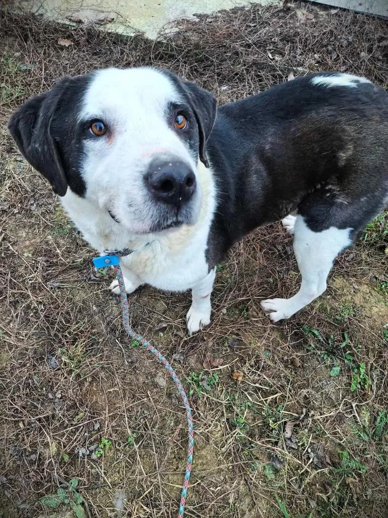 RINGO 0806, male 4yo Mixed Breed for adoption at No Limit Pets, Romania