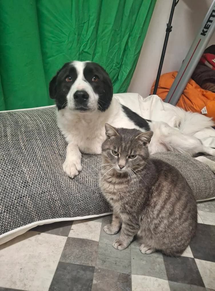 RIO 1760 – ADOPTAT, male mixed breed for adoption at No Limit Pets, Romania