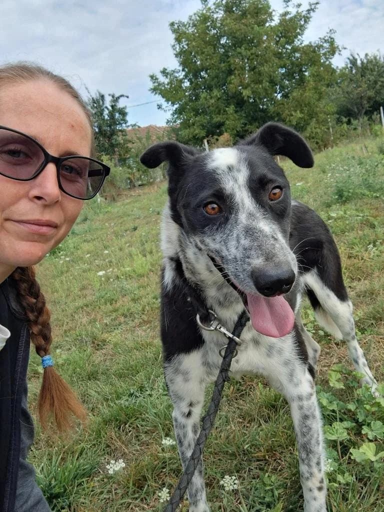 ROCKY 2069, male mixed breed for adoption at No Limit Pets, Romania