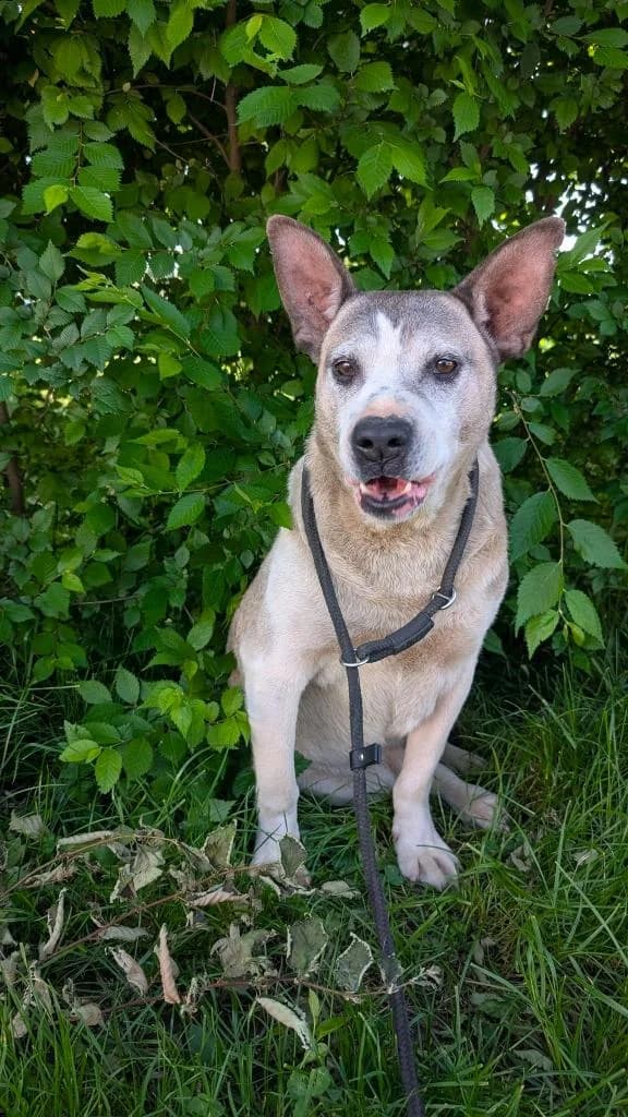 ROGER 2294, male Mixed Breed for adoption at No Limit Pets, Romania