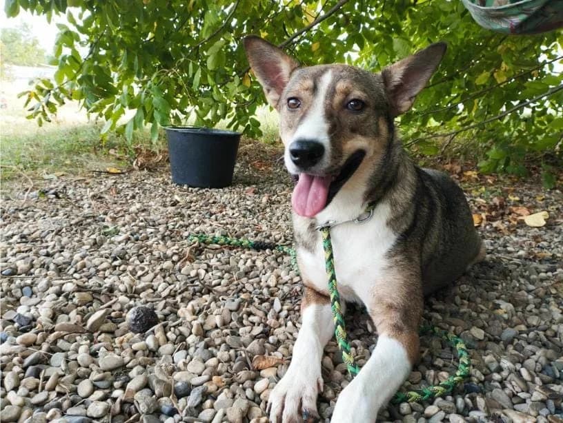 RONJA, female mixed breed for adoption at No Limit Pets, Romania
