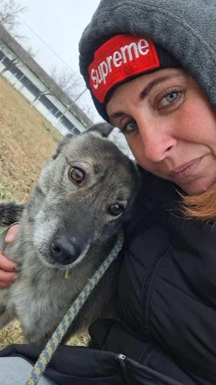 ROSS 7772 – ADOPTAT, male mixed breed for adoption at No Limit Pets, Romania
