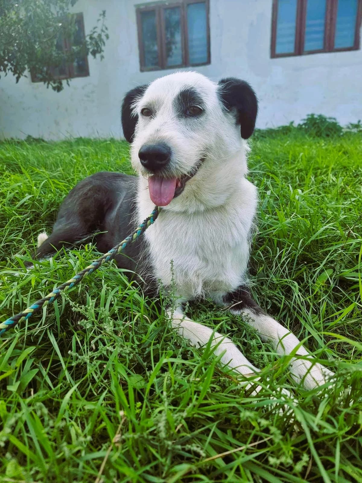 Ruby 3644, female mixed breed for adoption at No Limit Pets, Romania