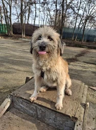 RUBY 7657 – ADOPTAT, female mixed breed for adoption at No Limit Pets, Romania