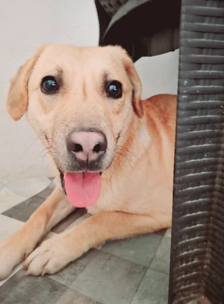 SALLY 2262, female mixed breed for adoption at No Limit Pets, Romania