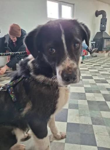SAM 2336, male mixed breed for adoption at No Limit Pets, Romania