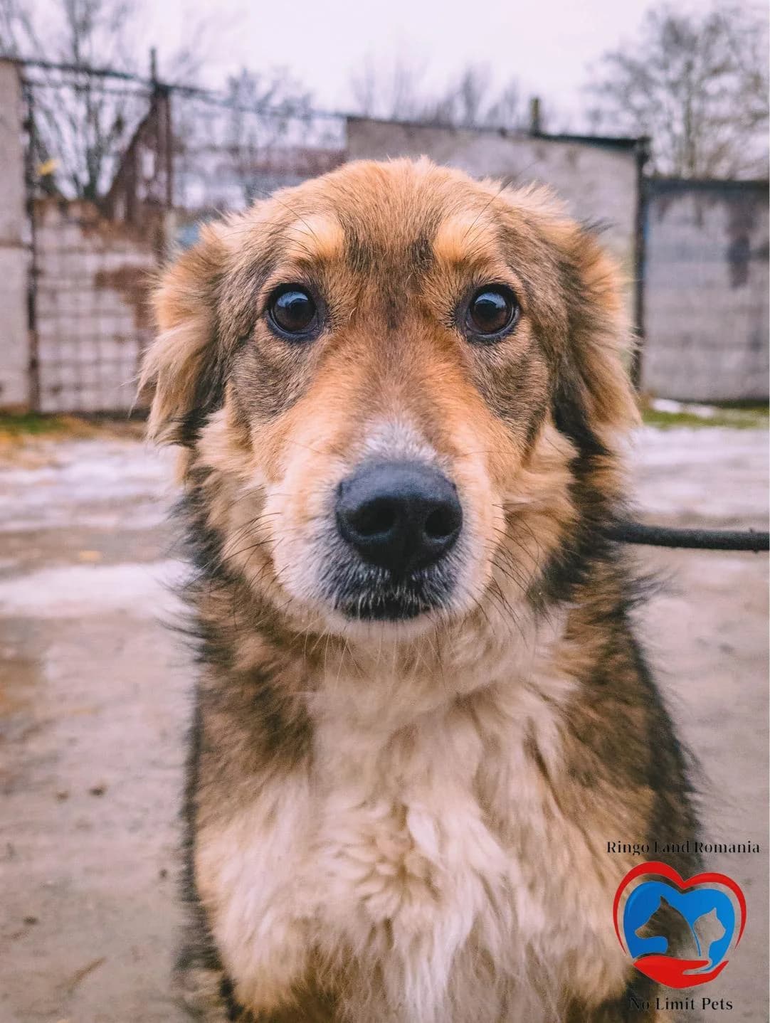 SAM 5702, male young Mixed Breed for adoption at No Limit Pets, Romania