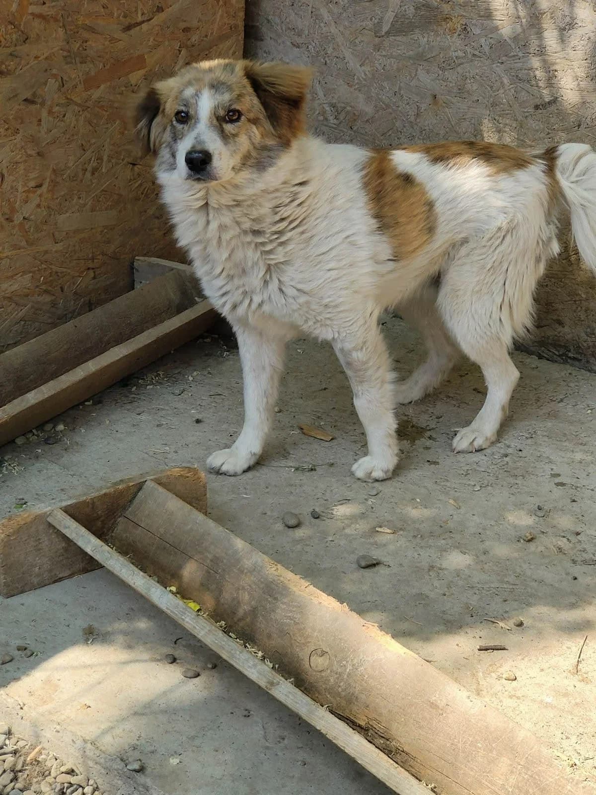 SAM 7846, male 3yo mixed breed for adoption at No Limit Pets, Romania