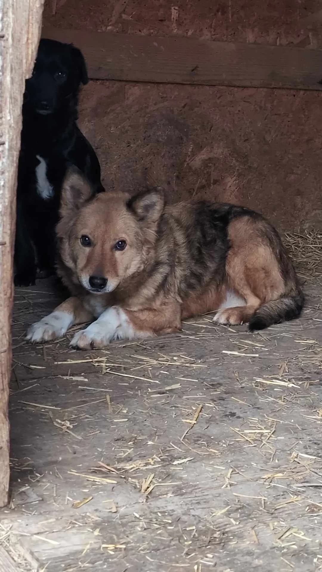 SAMI 4806, male young mixed breed for adoption at No Limit Pets, Romania