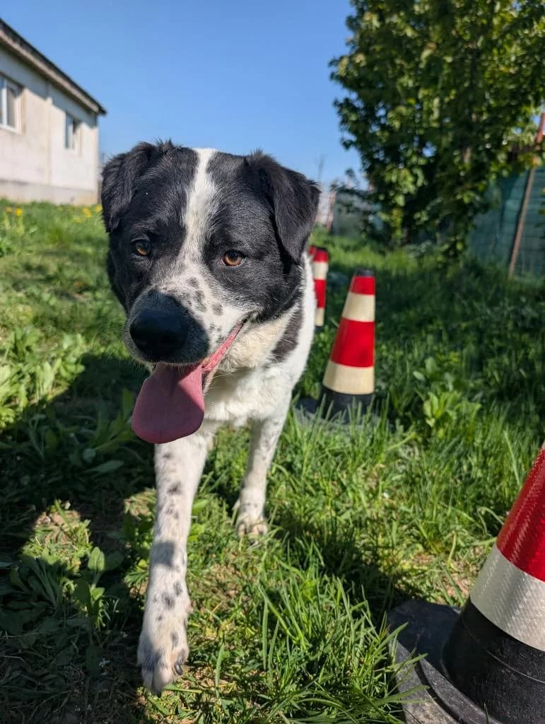 SAMI 7279, male 3yo mixed breed for adoption at No Limit Pets, Romania