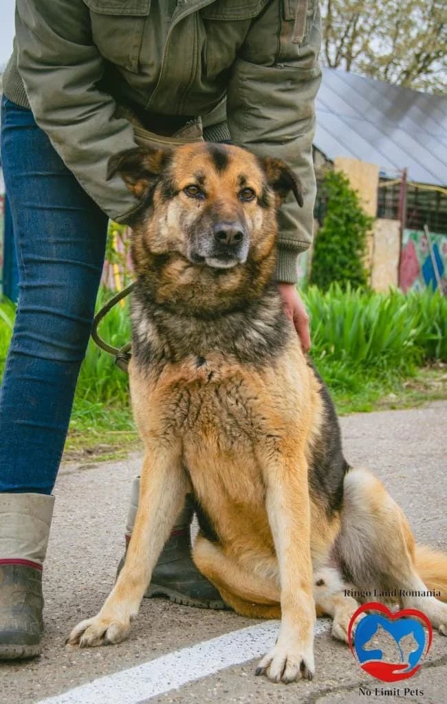 SAMMY 2398, male 5yo German Shepherd for adoption at No Limit Pets, Romania