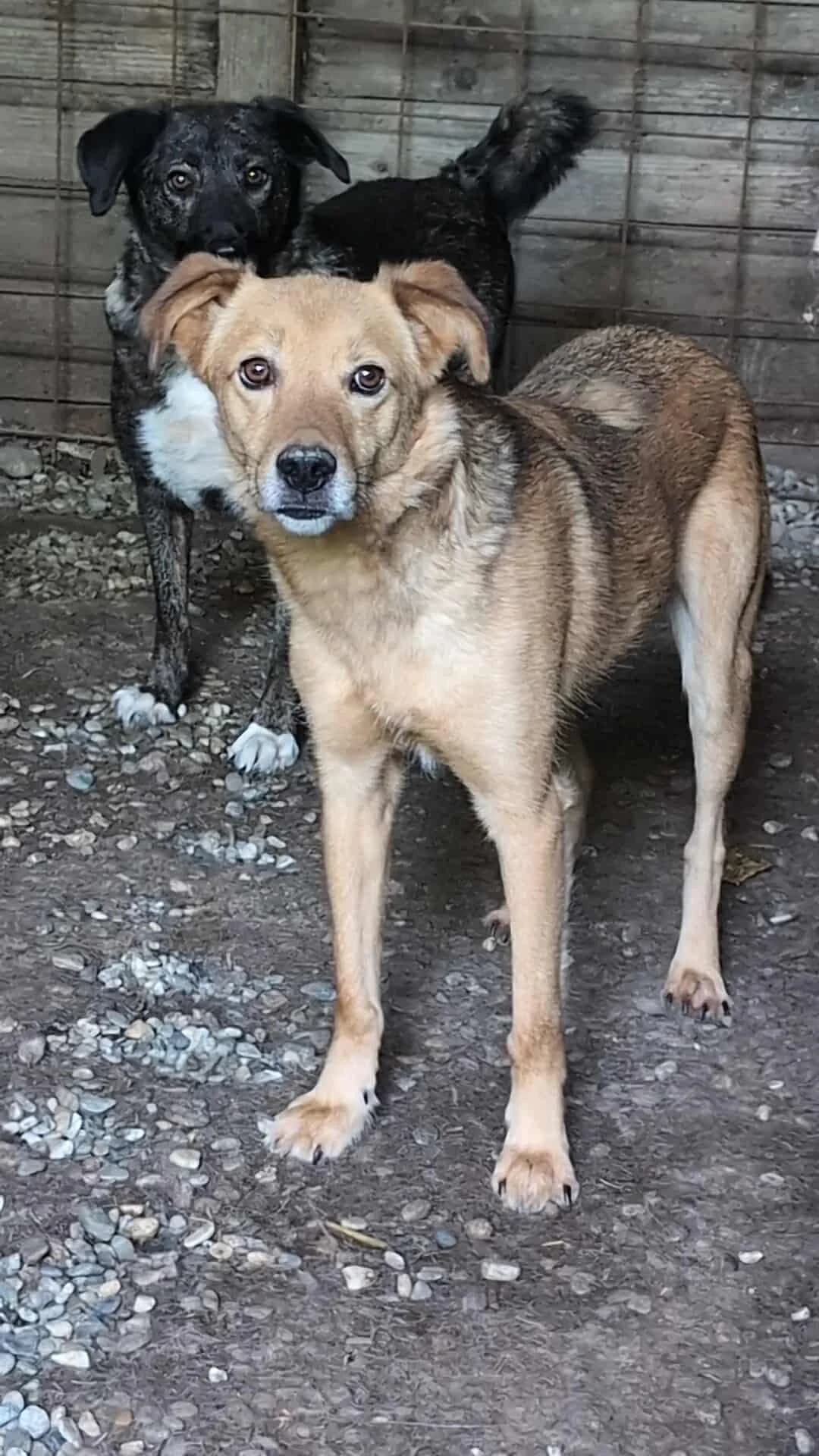 SANDY 1062, male Mixed Breed for adoption at No Limit Pets, Romania
