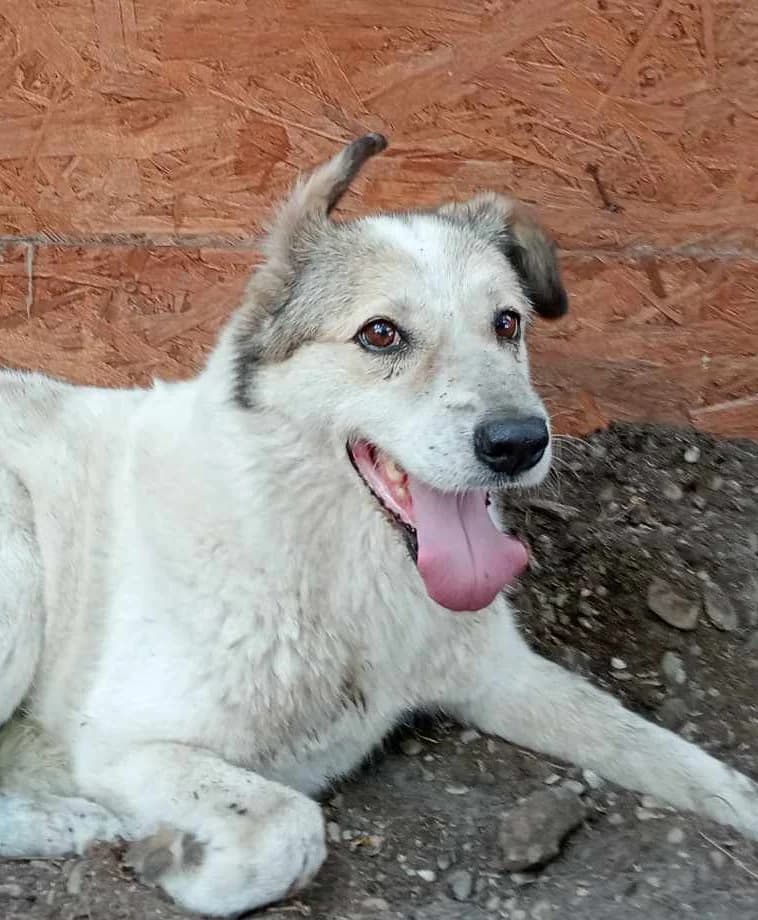 SANDY 2157, female 3yo Mixed Breed for adoption at No Limit Pets, Romania