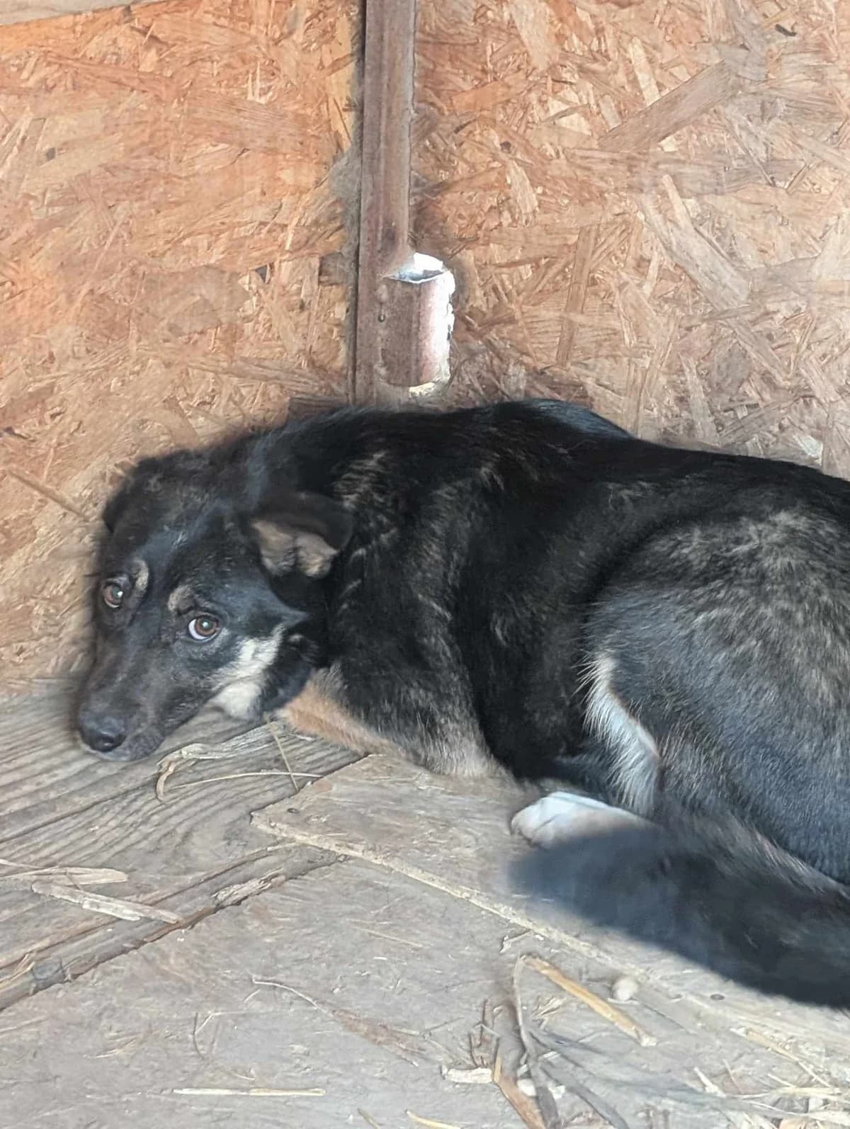 SCARLET 8048, female mixed breed for adoption at No Limit Pets, Romania