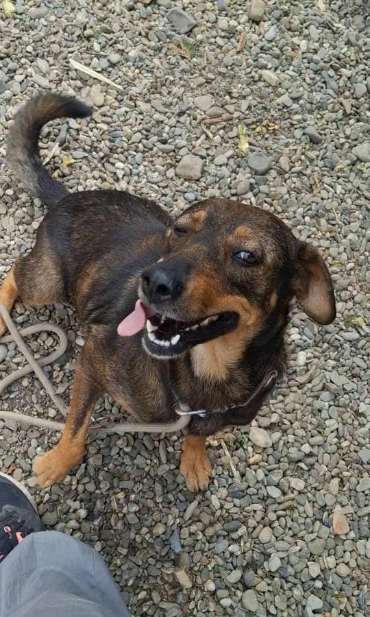 SCARLET 8084, female mixed breed for adoption at No Limit Pets, Romania