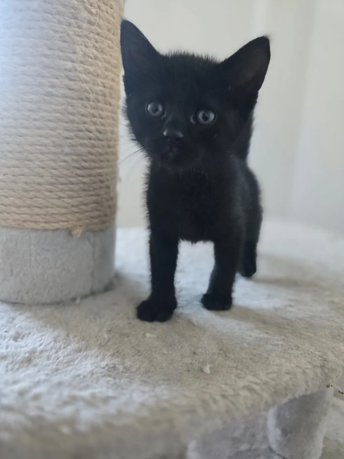 SELVA KITTEN – ADOPTAT, female mixed breed for adoption at No Limit Pets, Romania