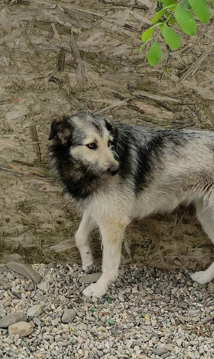 SENNA 1718, female Mixed Breed for adoption at No Limit Pets, Romania