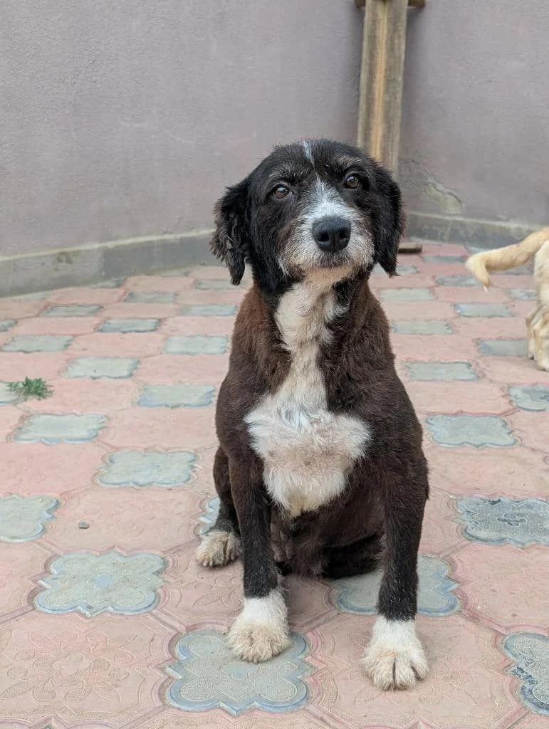SEVEN 7127- adoptat, female Mixed Breed for adoption at No Limit Pets, Romania