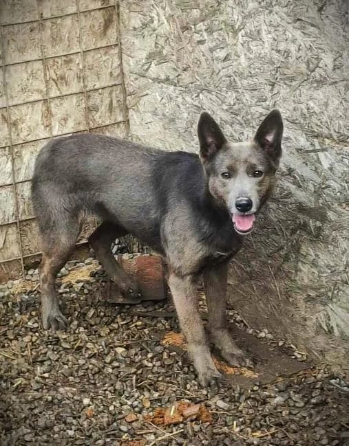 SHADOW 1725- adoptat, female young Mixed Breed for adoption at No Limit Pets, Romania