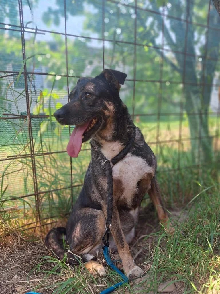 SHILA 0972, female mixed breed for adoption at No Limit Pets, Romania