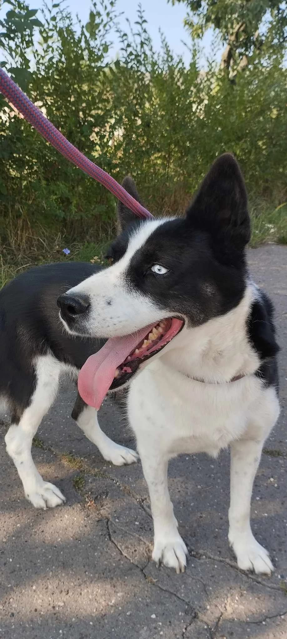 SHIRLEY 7253, female mixed breed for adoption at No Limit Pets, Romania