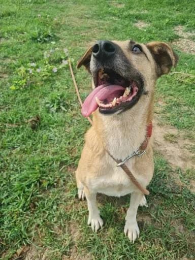 SHIRLEY 9668- adoptat, female mixed breed for adoption at No Limit Pets, Romania