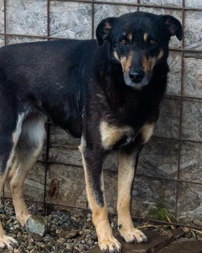 Shiva 5405, female 7yo mixed breed for adoption at No Limit Pets, Romania