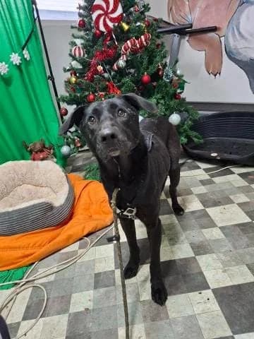SHY, male mixed breed for adoption at No Limit Pets, Romania